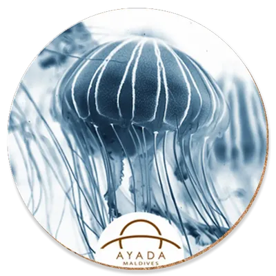 Round Round - Custom Shot Glass Now