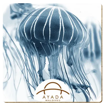 Square Square - Custom Shot Glass Now