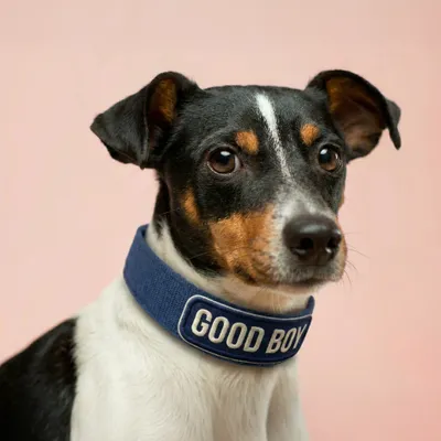 Pet Harness - Custom Shot Glass Now