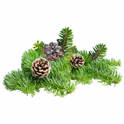 Pine - Custom Shot Glass Now