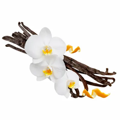 Vanilla - Custom Shot Glass Now