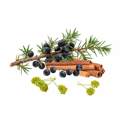 Juniper Berry - Custom Shot Glass Now